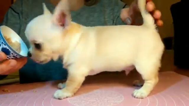 Chihomaniay kennel смотреть онлайн