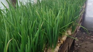 Выращивание Зелёного Лука "ПЕРО" в теплице Февраль