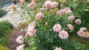 Роза Коко локо, что мне в ней нравится, а что не очень. Как подбираю к ней многолетники. 17.07.22 г