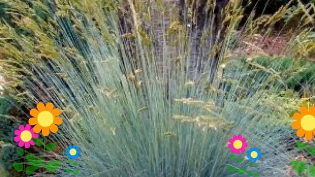 Молиния голубая. Краткий обзор: Молиния голубая описание характеристик, где купить саженцы смотреть онлайн