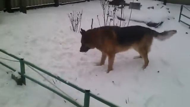 немецкая овчарка смотреть онлайн