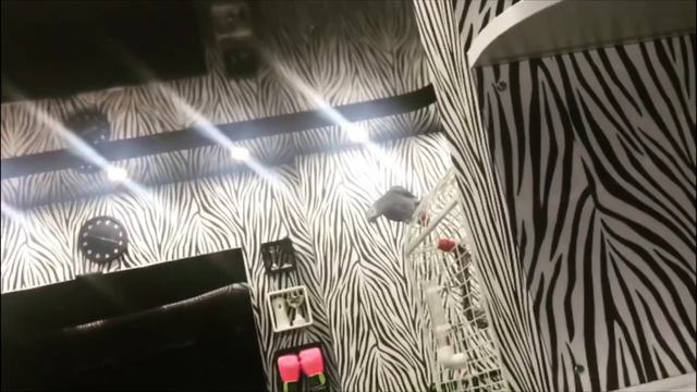 Что выберет попугай ? смотреть онлайн