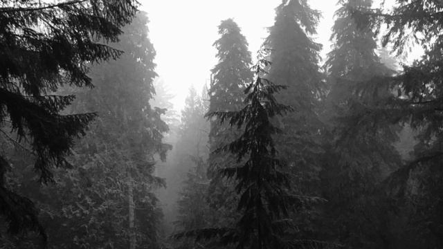 In the Trees|Calming Music|Relaxation|StressRelief|Overthinking|Meditation смотреть онлайн