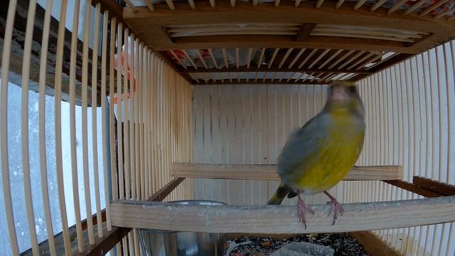 ПЕНИЕ ЗЕЛЕНУШКИ Carduelis Chloris Chloris