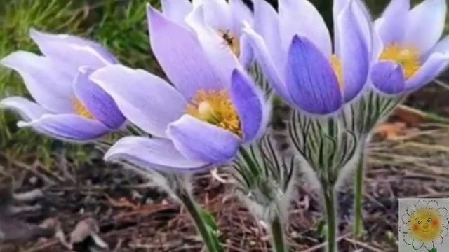 первоцветы смотреть онлайн