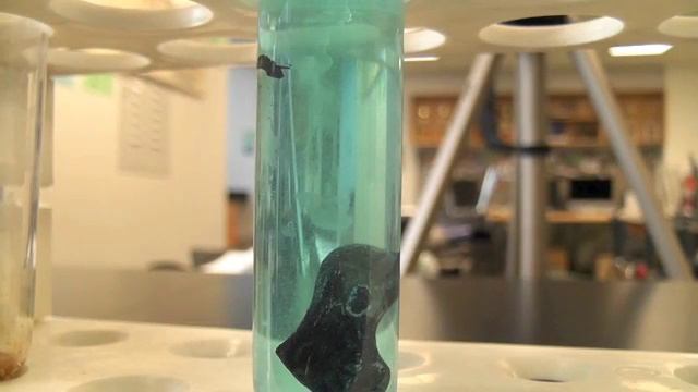 Chemistry - Single Replacement Reaction - Copper Nitrate Cu(NO3)2 - SENECA Quimica смотреть онлайн