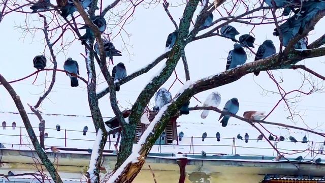 Почти зима в городе , дерево с голубями ?️?️?️ смотреть онлайн
