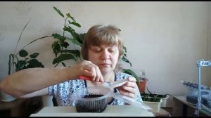 кизильник размножаю семенами