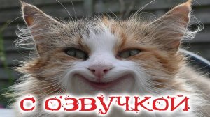 Приколы с котами! Смешные коты! - С ОЗВУЧКОЙ! Самые смешные животные!