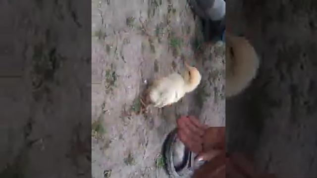 Курица пингвин смотреть онлайн