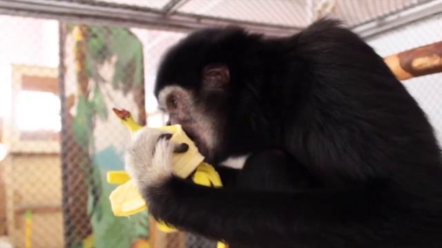 ОСТРОВ ОБЕЗЬЯН смотреть онлайн