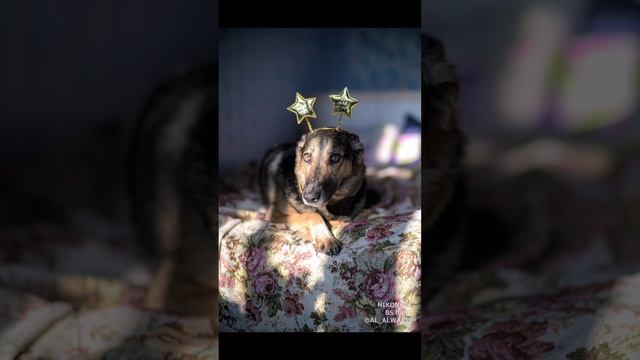 Brighting Star 50 Mm  F:0.95 #shorts #шани