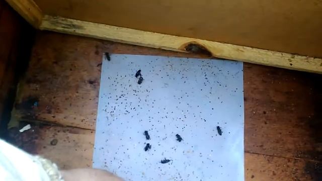 Результат утренней обработки пчел от клеща.