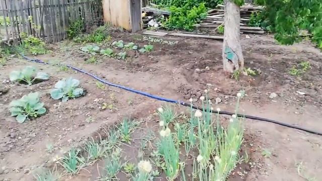 Влог. Дача. Полный обзор дачи. Наши грядки. смотреть онлайн