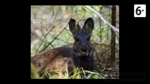 Удивительные соседи. Сахалинская кабарга
