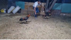 петушонный бой