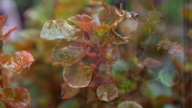 Цветы. Простая Красота. смотреть онлайн