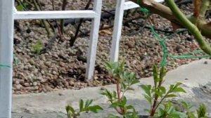 Базальные побеги у роз уже в мае, как этого добиться? Реабилитация после неудачной зимовки.