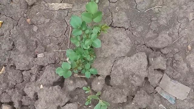 Продолжаю укоренять