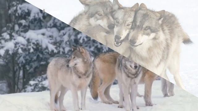 Стая волков смотреть онлайн