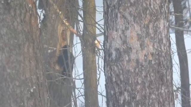 Чёрный дятел - санитар леса! 27.02.18г. смотреть онлайн