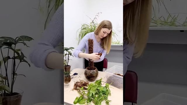 Опора для цветов из сфагнового мха. смотреть онлайн