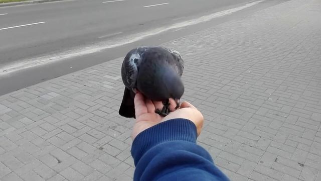 Что делать, если надоели семечки! смотреть онлайн