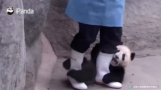 Держи его за ногу, если хочешь добраться до его сердца смотреть онлайн