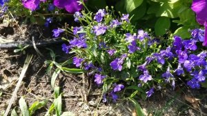 КАК ВЫРАСТИТЬ ЛОБЕЛИЮ? Секреты Татьяна Башмаковой