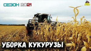УБОРКА КУКУРУЗЫ ЗЕРНОВОЙ ЖАТКОЙ ВЕКТОР 410