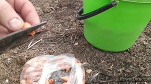 Ранняя посадка лука севка на перо в марте месяца/Сорт лука/Тонкости до посадки