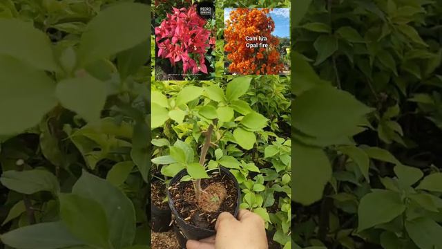 GIAO LƯU HOA GIẤY GIỐNG MỚI PEDRO VÀ CAM LỬA NGÀY 21/7 смотреть онлайн