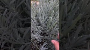 ЛАВАНДА! Как правильно вырастить в первый год лаванду!