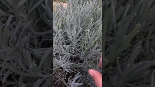 ЛАВАНДА! Как правильно вырастить в первый год лаванду!