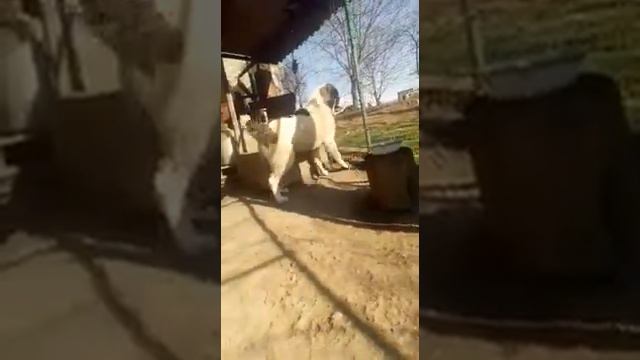 Алабай хороший охранник для вашего дома#alabai_shymkent смотреть онлайн