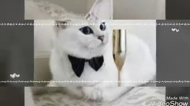 Котик Коби смотреть онлайн