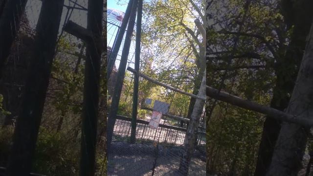 зоопарк СПБ смотреть онлайн