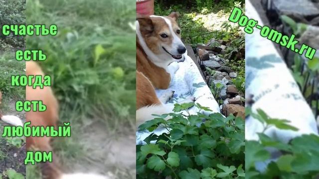 Привет от СМОЛЛИ, лето, дача, отдых! смотреть онлайн