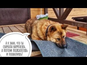 Плантмания - распаковка и обзор растений из онлайн магазина. Заказываю второй раз