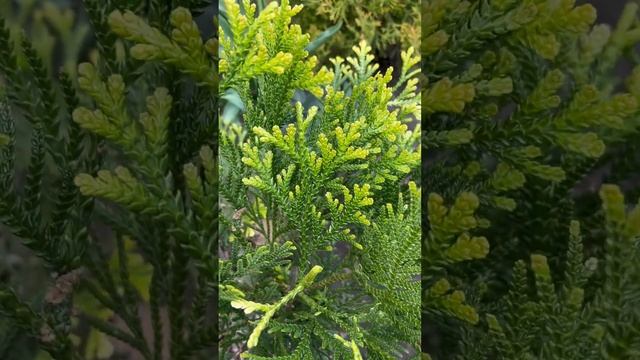 THUJOPSIS?ПРИРОСТЫ #thujopsis #туевик #туйовик смотреть онлайн