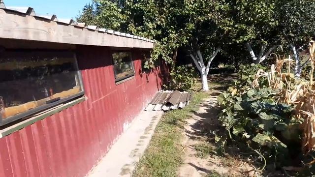 //Нарушаю правила по продаже кабанчика типа Дюрка // Кабанчики едут в Днепропетровскую на ПМЖ 400км смотреть онлайн