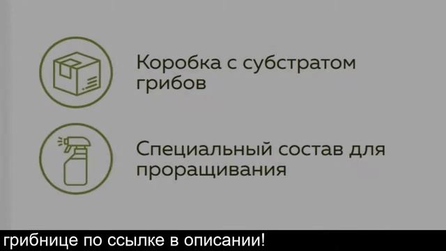 Домашняя грибница купить смотреть онлайн