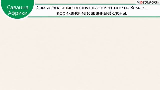 Где живут слоны смотреть онлайн