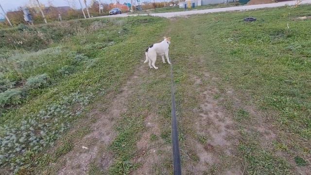 Как отучить собаку тянуть поводок смотреть онлайн