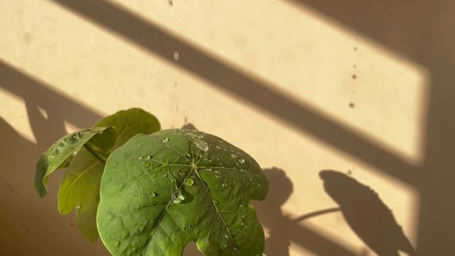 Unboxing Iphone 13 Mini [pink]🌷💗☁️ | Itsvdhi