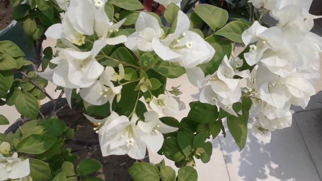 बोगनवेलिया में ज्यादा फूल कैसे लें | Bougainvillea Plant Fertilizer | Bougainvillea Plant Care Tips смотреть онлайн
