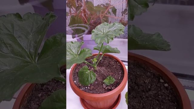 ОБЗОР МОИХ ЦВЕТОВ смотреть онлайн