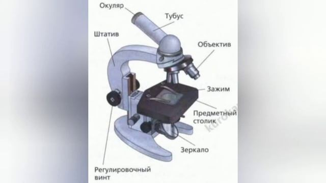 Краткий пересказ §4 Увеличительные приборы. Биология 5 класс Пономарева смотреть онлайн