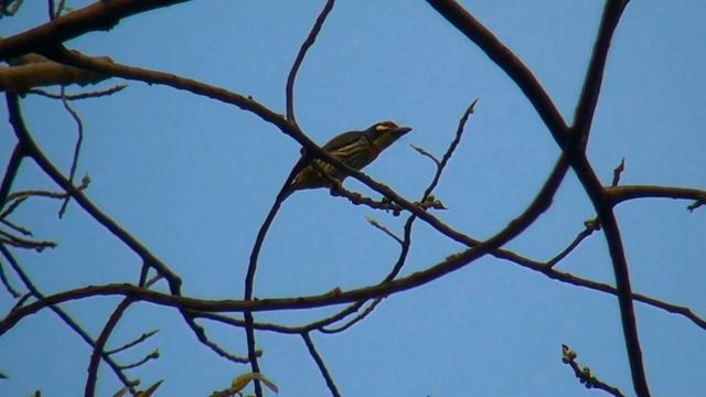 Красноголовый бородастик. Coppersmith Barbet смотреть онлайн