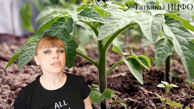 Как вырастить ГИГАНТСКИЙ ЧЕСНОК?! Что нужно сделать перед ВЫСАДКОЙ РАССАДЫ в грунт или теплицу?! смотреть онлайн